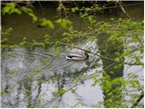 Source of Ljubljanica (Močilnik) - Ljubljanski vrh